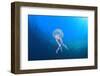 Jellyfish Underwater-Rich Carey-Framed Photographic Print