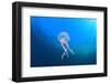 Jellyfish Underwater-Rich Carey-Framed Photographic Print