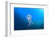 Jellyfish Underwater-Rich Carey-Framed Photographic Print