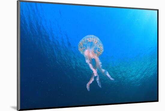 Jellyfish Underwater-Rich Carey-Mounted Photographic Print