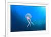 Jellyfish Underwater-Rich Carey-Framed Photographic Print
