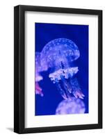 Jellyfish Underwater-AntonMatveev-Framed Photographic Print