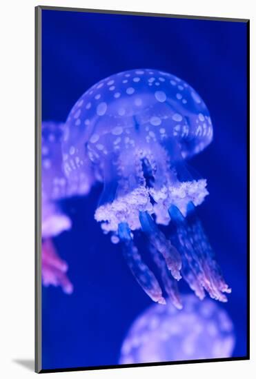 Jellyfish Underwater-AntonMatveev-Mounted Photographic Print