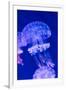 Jellyfish Underwater-AntonMatveev-Framed Photographic Print