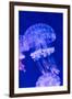 Jellyfish Underwater-AntonMatveev-Framed Photographic Print