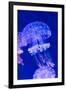 Jellyfish Underwater-AntonMatveev-Framed Photographic Print