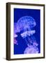 Jellyfish Underwater-AntonMatveev-Framed Photographic Print