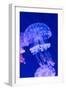 Jellyfish Underwater-AntonMatveev-Framed Photographic Print