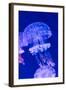 Jellyfish Underwater-AntonMatveev-Framed Photographic Print