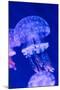 Jellyfish Underwater-AntonMatveev-Mounted Photographic Print