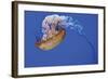 Jellyfish VII-Erin Berzel-Framed Photographic Print