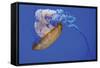Jellyfish VIII-Erin Berzel-Framed Stretched Canvas