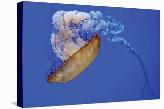 Jellyfish VIII-Erin Berzel-Stretched Canvas
