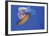 Jellyfish VIII-Erin Berzel-Framed Photographic Print