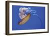 Jellyfish VIII-Erin Berzel-Framed Photographic Print