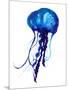 Jellyfish Watercolor Illustration. Painted Medusa Isolated on White Background, Underwater Wildlife-Anna Kutukova-Mounted Art Print