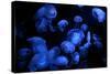 Jellyfish with Blue Light on Black Background in the Aquarium, Singapore-Niradj-Stretched Canvas