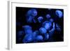 Jellyfish with Blue Light on Black Background in the Aquarium, Singapore-Niradj-Framed Photographic Print