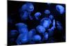 Jellyfish with Blue Light on Black Background in the Aquarium, Singapore-Niradj-Mounted Photographic Print