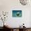 Jellyfish with Fishes-Aleks White-Stretched Canvas displayed on a wall