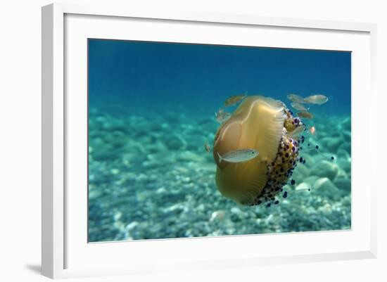 Jellyfish with Fishes-Aleks White-Framed Photographic Print