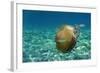 Jellyfish with Fishes-Aleks White-Framed Photographic Print