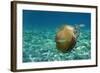 Jellyfish with Fishes-Aleks White-Framed Photographic Print