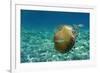 Jellyfish with Fishes-Aleks White-Framed Photographic Print