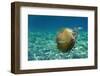 Jellyfish with Fishes-Aleks White-Framed Photographic Print