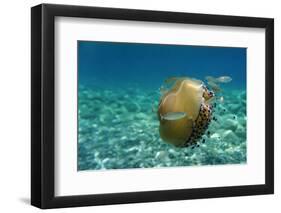 Jellyfish with Fishes-Aleks White-Framed Photographic Print