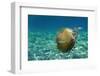 Jellyfish with Fishes-Aleks White-Framed Photographic Print