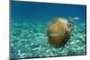 Jellyfish with Fishes-Aleks White-Mounted Photographic Print