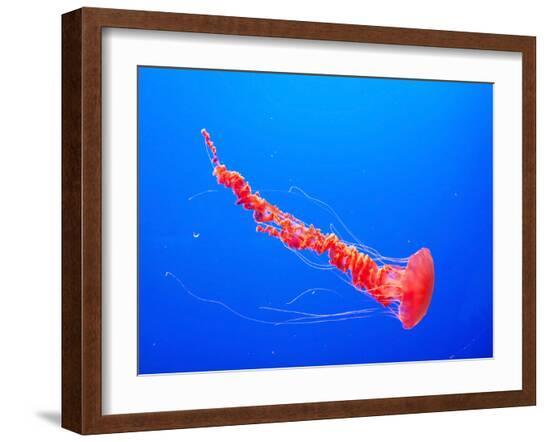 Jellyfish3-Amanda Abel-Framed Art Print