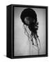 Jellyfish-Henry Horenstein-Framed Stretched Canvas