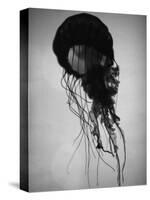Jellyfish-Henry Horenstein-Stretched Canvas