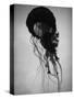 Jellyfish-Henry Horenstein-Stretched Canvas