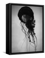 Jellyfish-Henry Horenstein-Framed Stretched Canvas