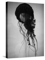 Jellyfish-Henry Horenstein-Stretched Canvas