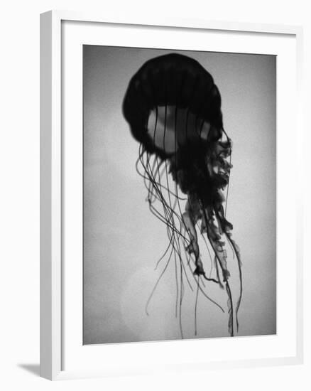 Jellyfish-Henry Horenstein-Framed Premium Photographic Print