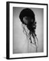 Jellyfish-Henry Horenstein-Framed Premium Photographic Print