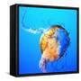Jellyfish-fionayb-Framed Stretched Canvas