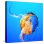 Jellyfish-fionayb-Stretched Canvas