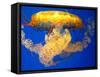 Jellyfish-Tyrone S.-Framed Stretched Canvas