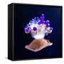 Jellyfish-Nicousnake-Framed Stretched Canvas