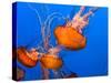 Jellyfish-topseller-Stretched Canvas