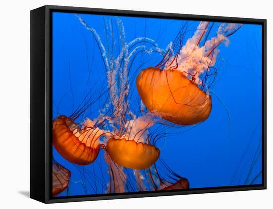 Jellyfish-topseller-Framed Stretched Canvas