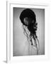 Jellyfish-Henry Horenstein-Framed Photographic Print