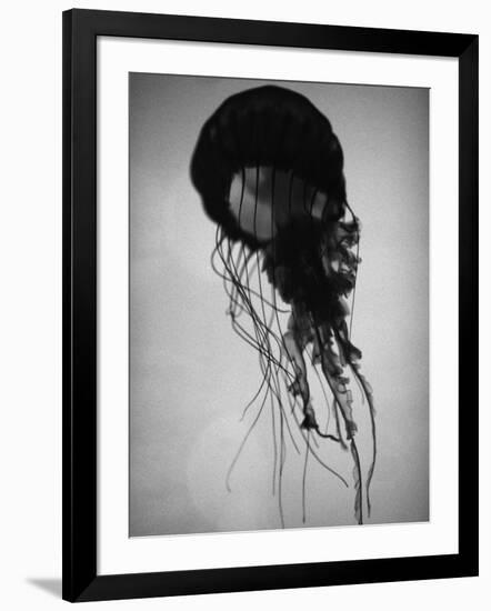 Jellyfish-Henry Horenstein-Framed Photographic Print