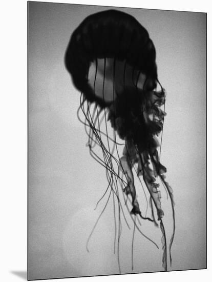Jellyfish-Henry Horenstein-Mounted Photographic Print
