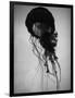 Jellyfish-Henry Horenstein-Framed Photographic Print